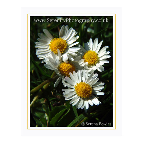 The smiling faces of daisies in an English lawn.